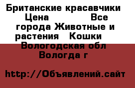 Британские красавчики › Цена ­ 35 000 - Все города Животные и растения » Кошки   . Вологодская обл.,Вологда г.